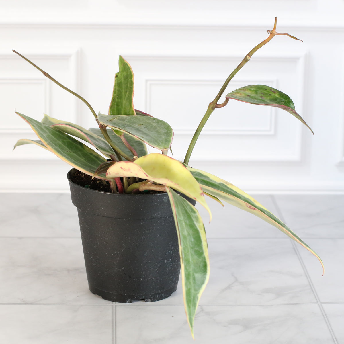 Hoya Macrophylla Variegated