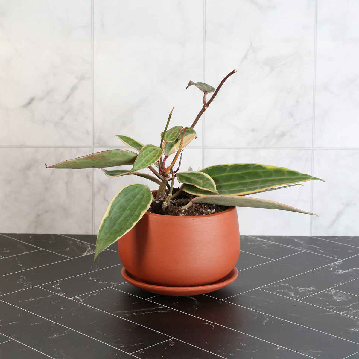 Hoya Macrophylla Variegated