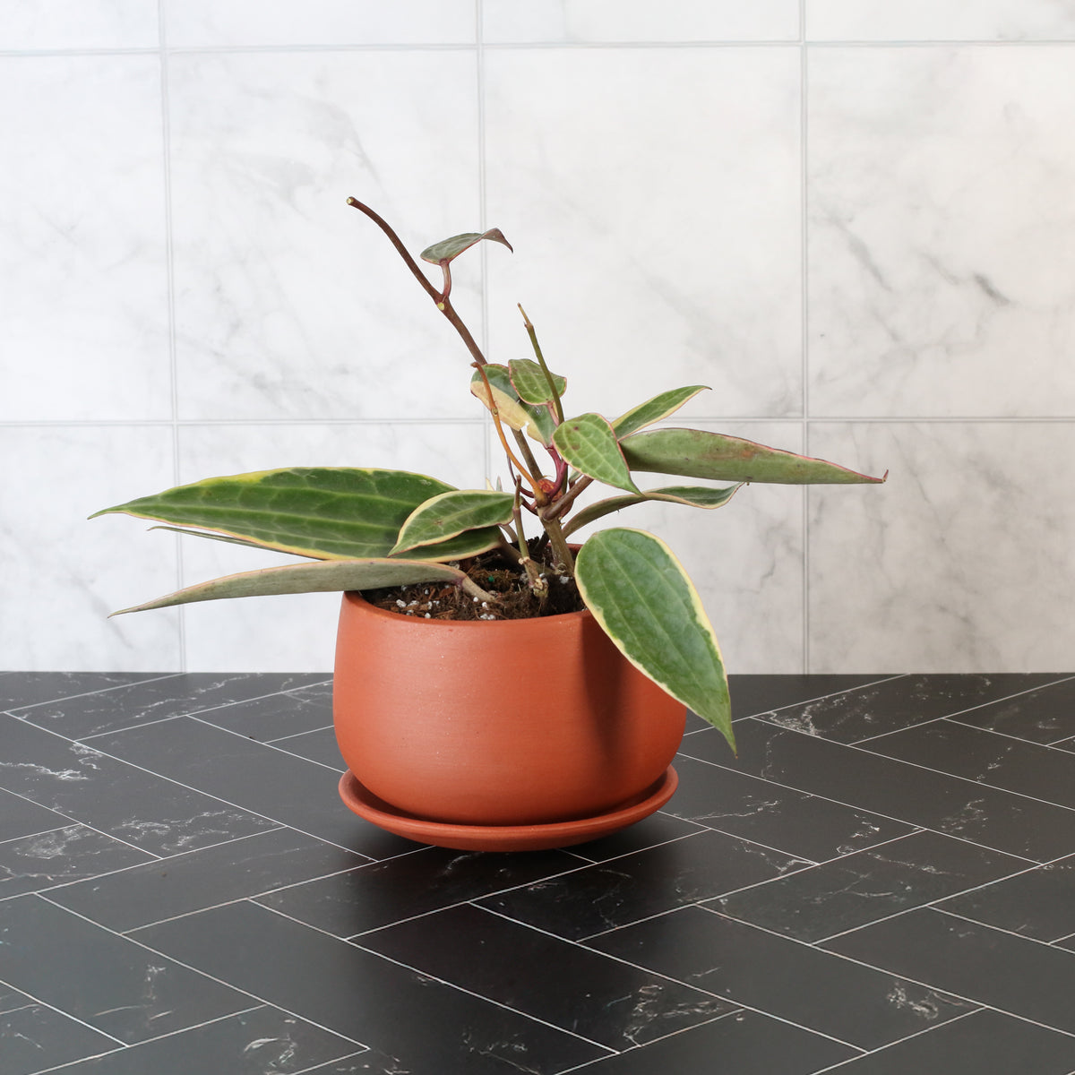 Hoya Macrophylla Variegated