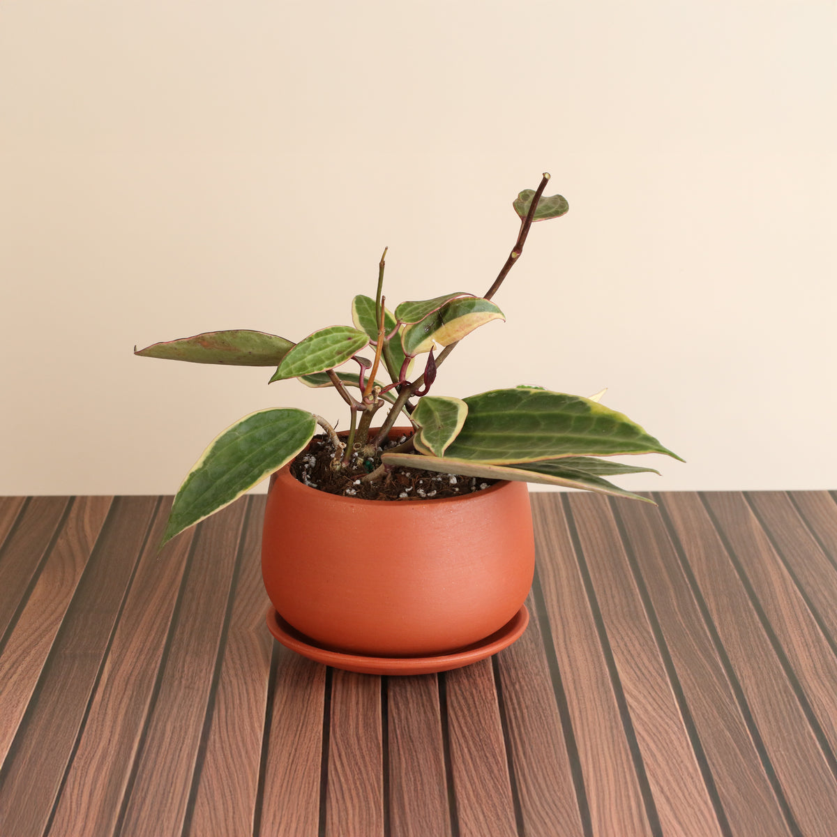 Hoya Macrophylla Variegated