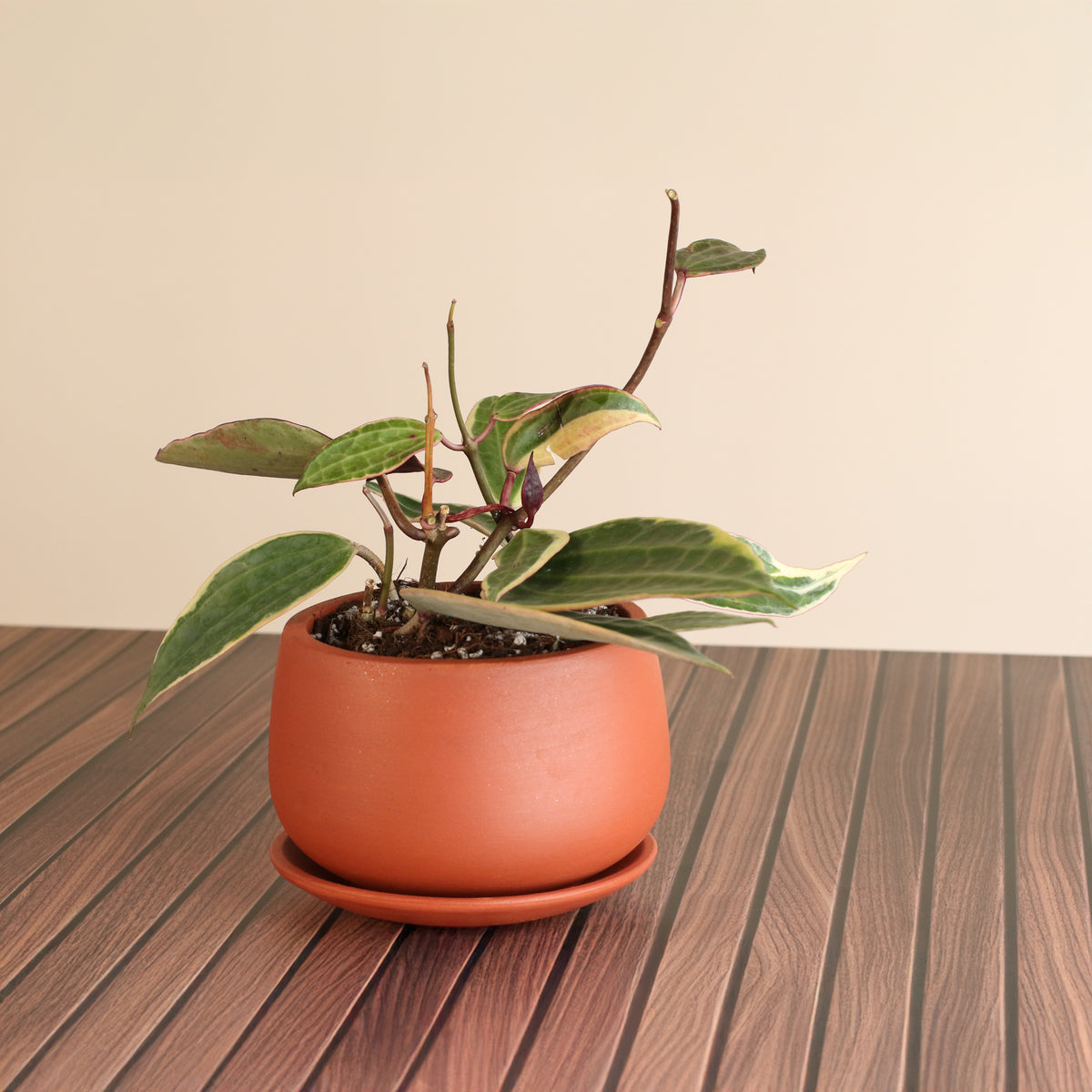 Hoya Macrophylla Variegated