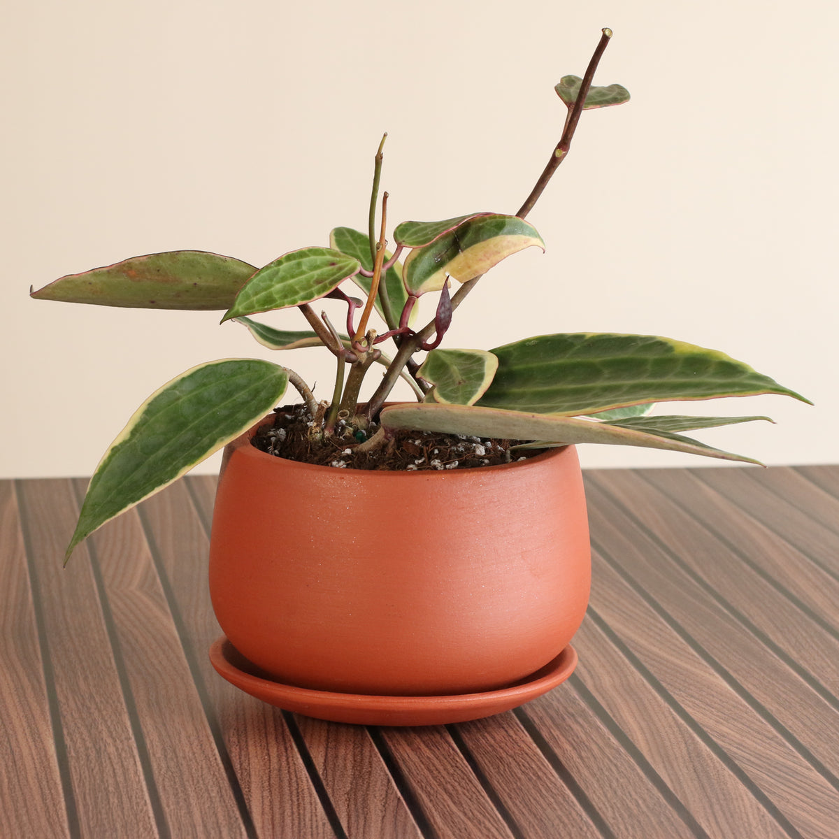 Hoya Macrophylla Variegated