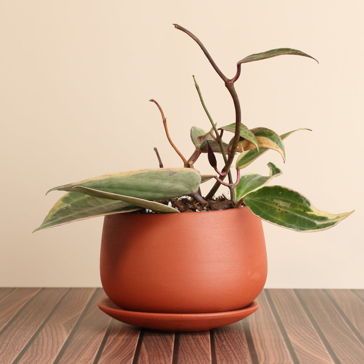 Hoya Macrophylla Variegated