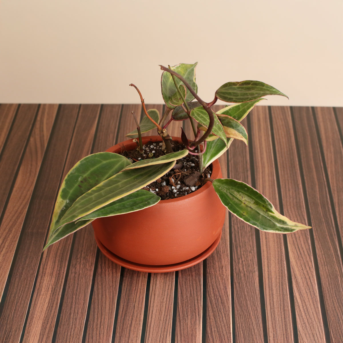 Hoya Macrophylla Variegated