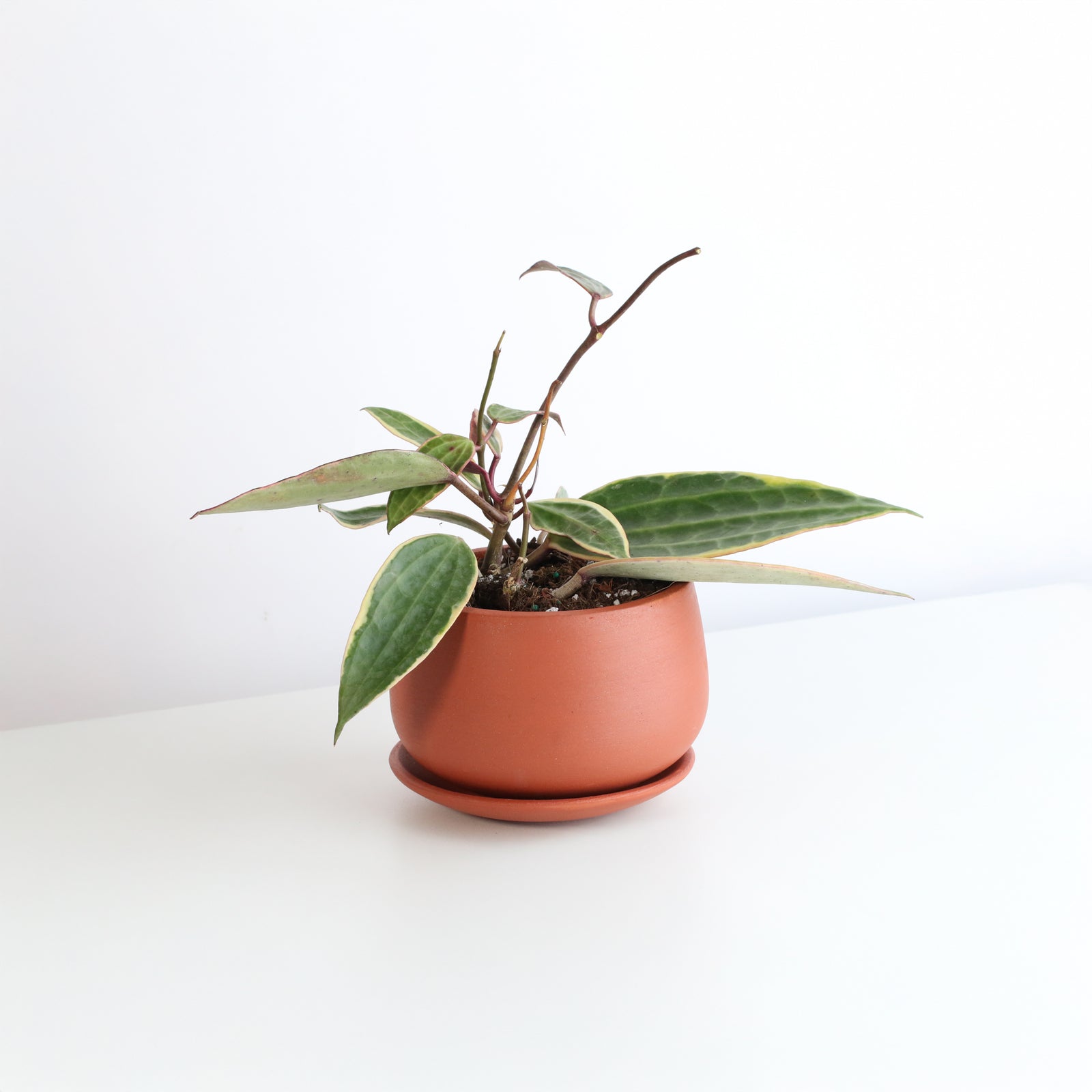 Hoya Macrophylla Variegated