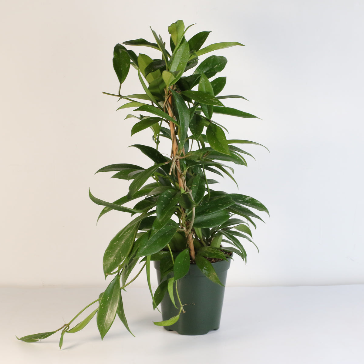 Hoya Pubicalyx Splash Vining Plant