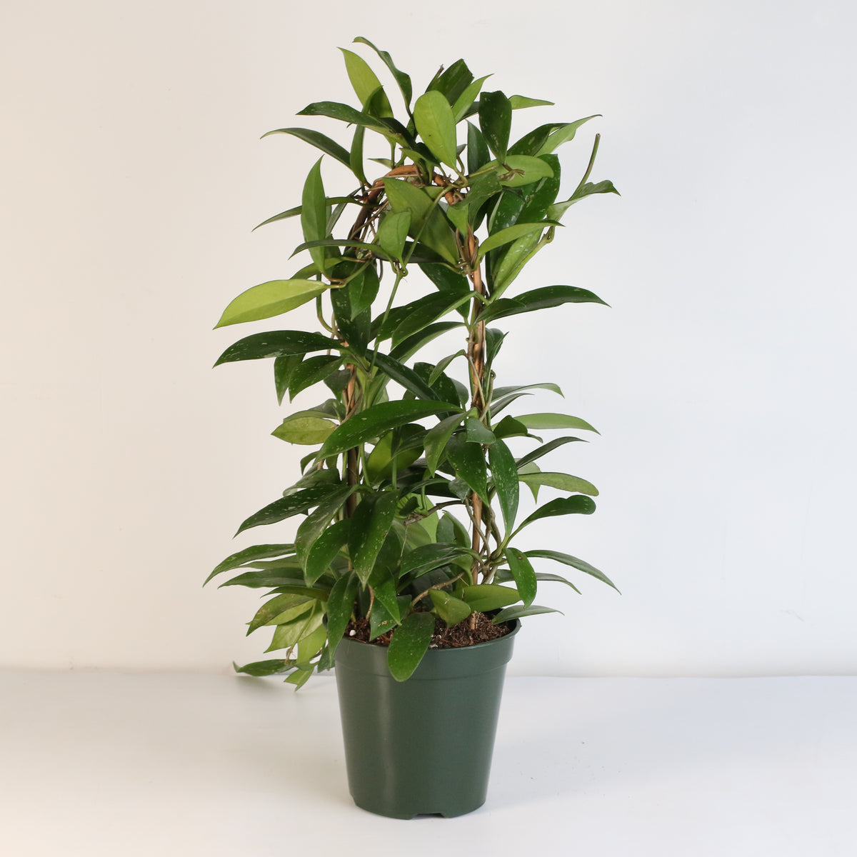 Hoya Pubicalyx Splash Vining Plant