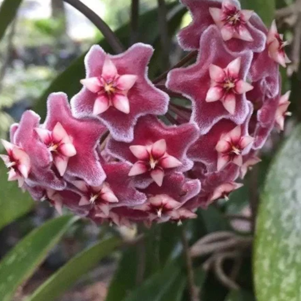 Hoya Pubicalyx Splash Vining Plant