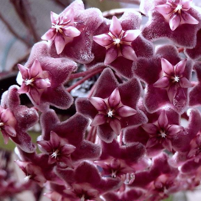 Hoya Pubicalyx Splash Vining Plant