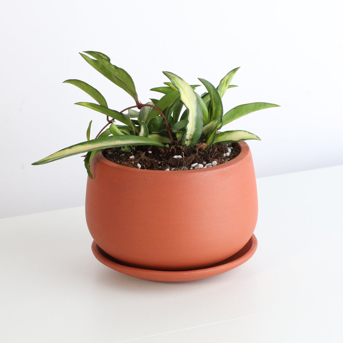 Hoya Wayetii Tricolor