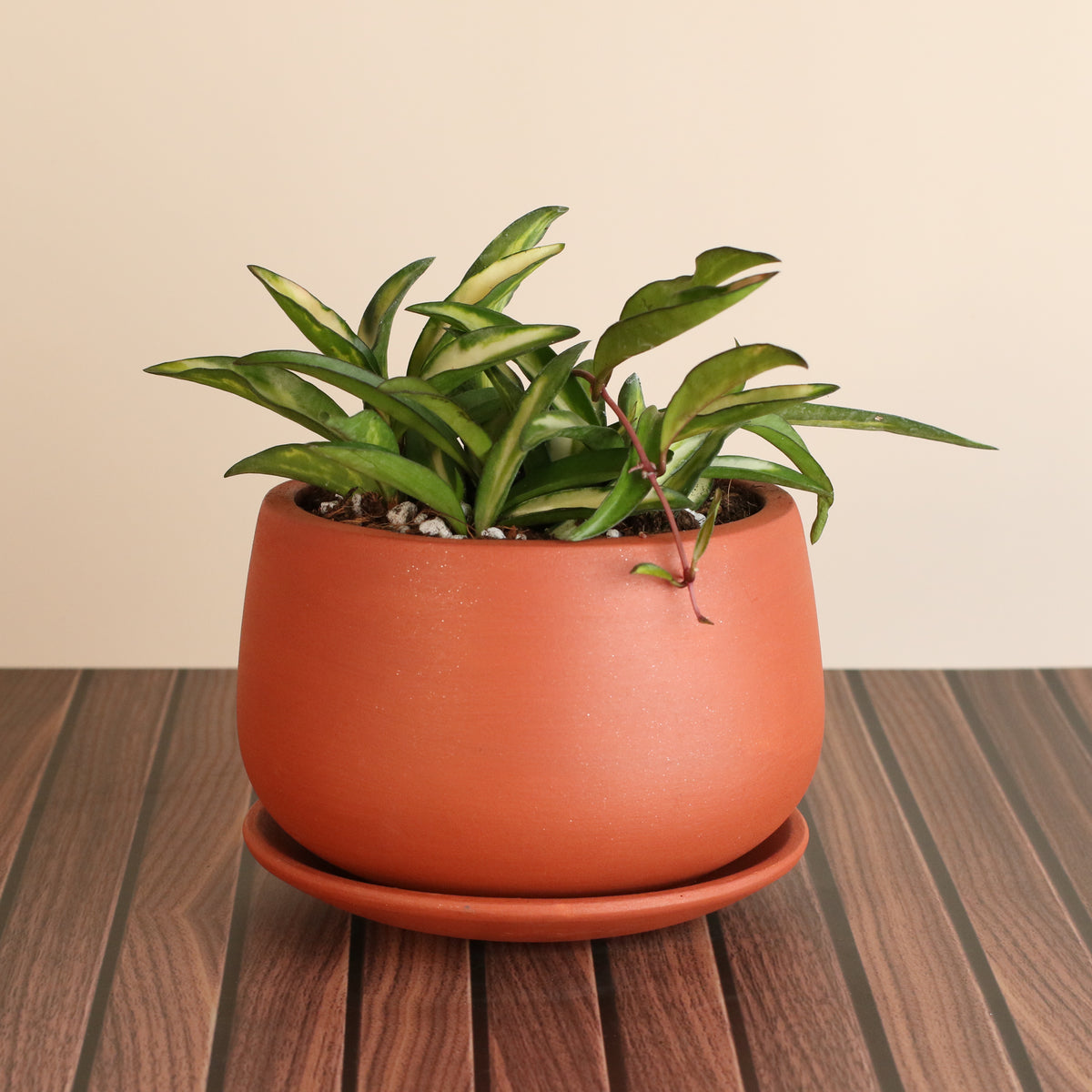 Hoya Wayetii Tricolor