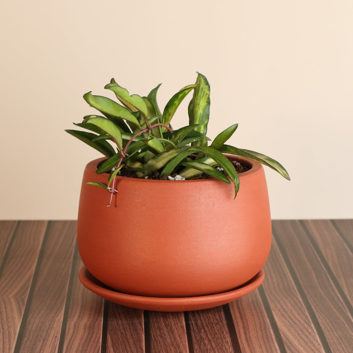 Hoya Wayetii Tricolor