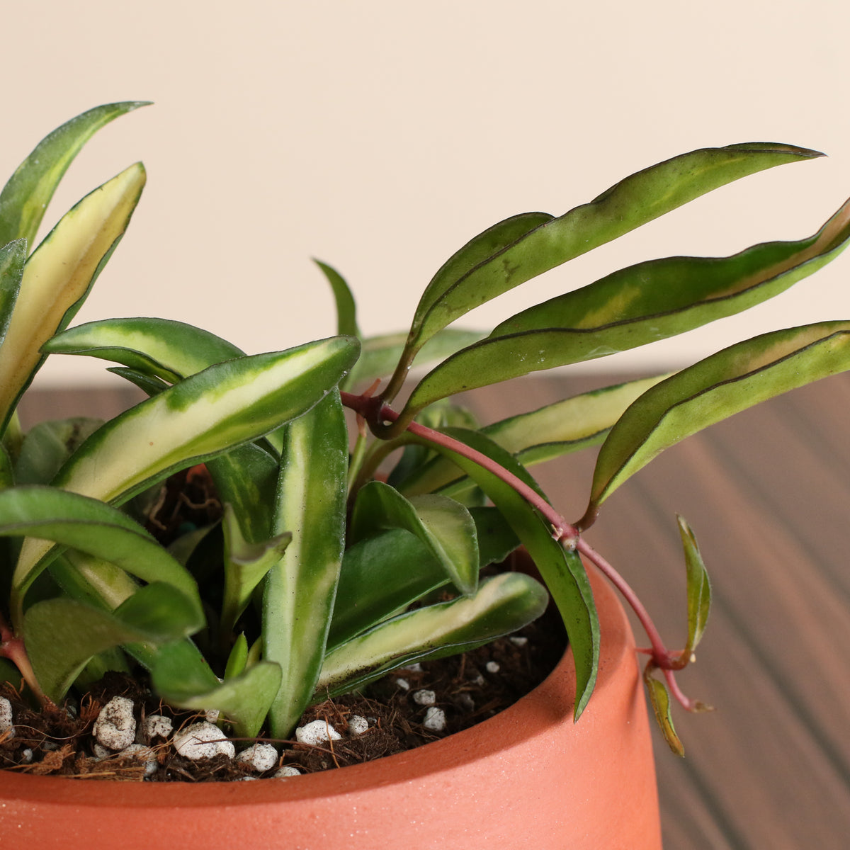 Hoya Wayetii Tricolor