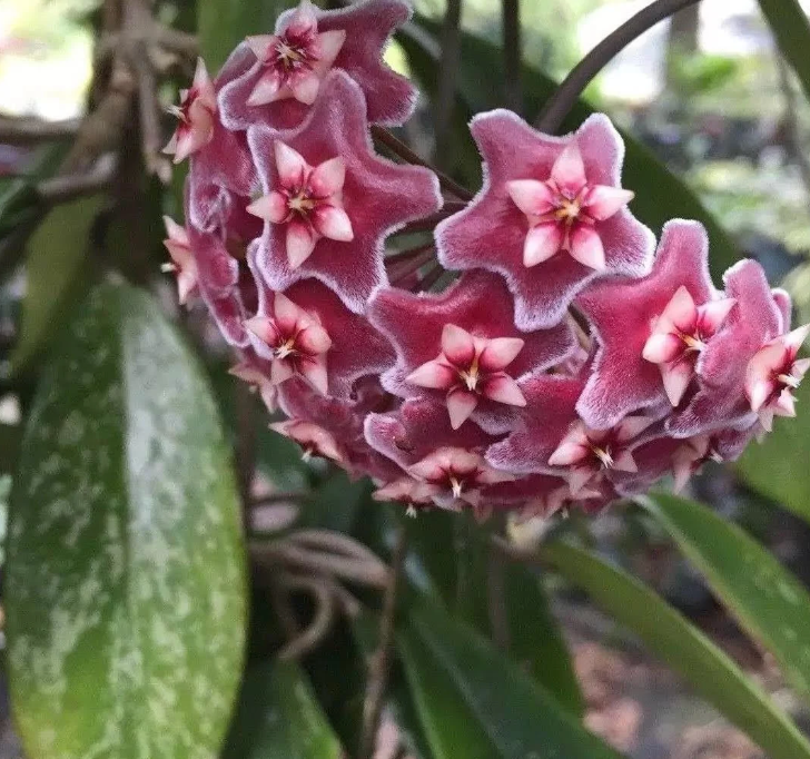 Hoya Pubicalyx Splash Vining Plant