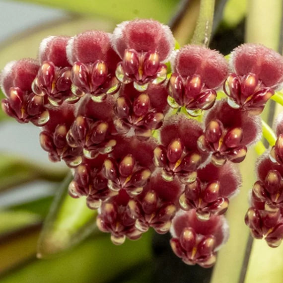 Hoya Wayetii Tricolor flower