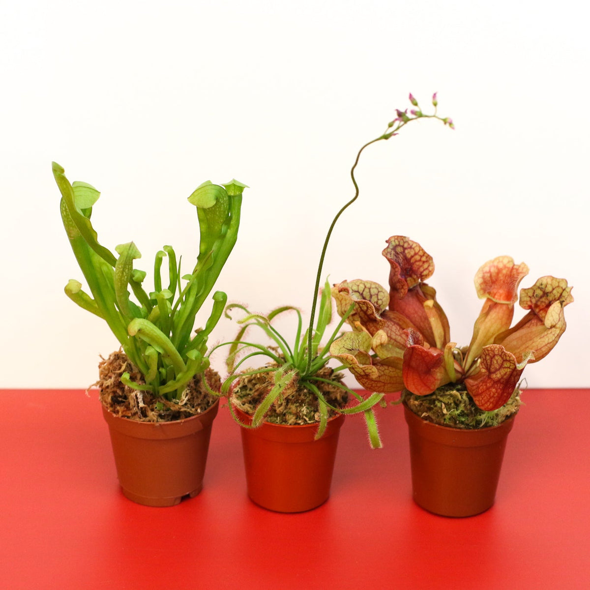 Carnivorous Plant Bundle