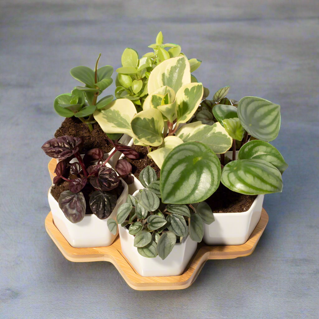 Grower's Choice Honeycomb 8 Piece Planter Set