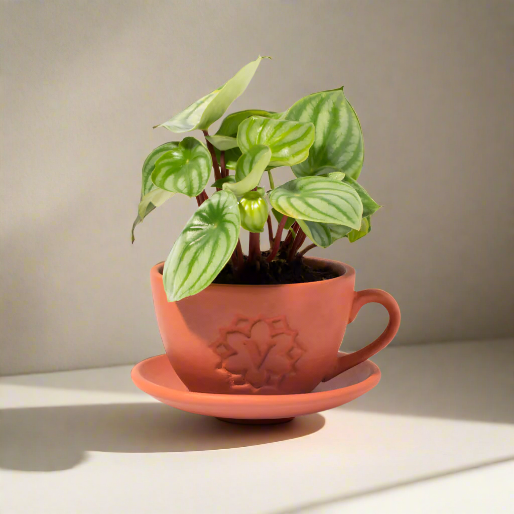 Lyfe Teacup Looking Terracotta  Planter - Empty