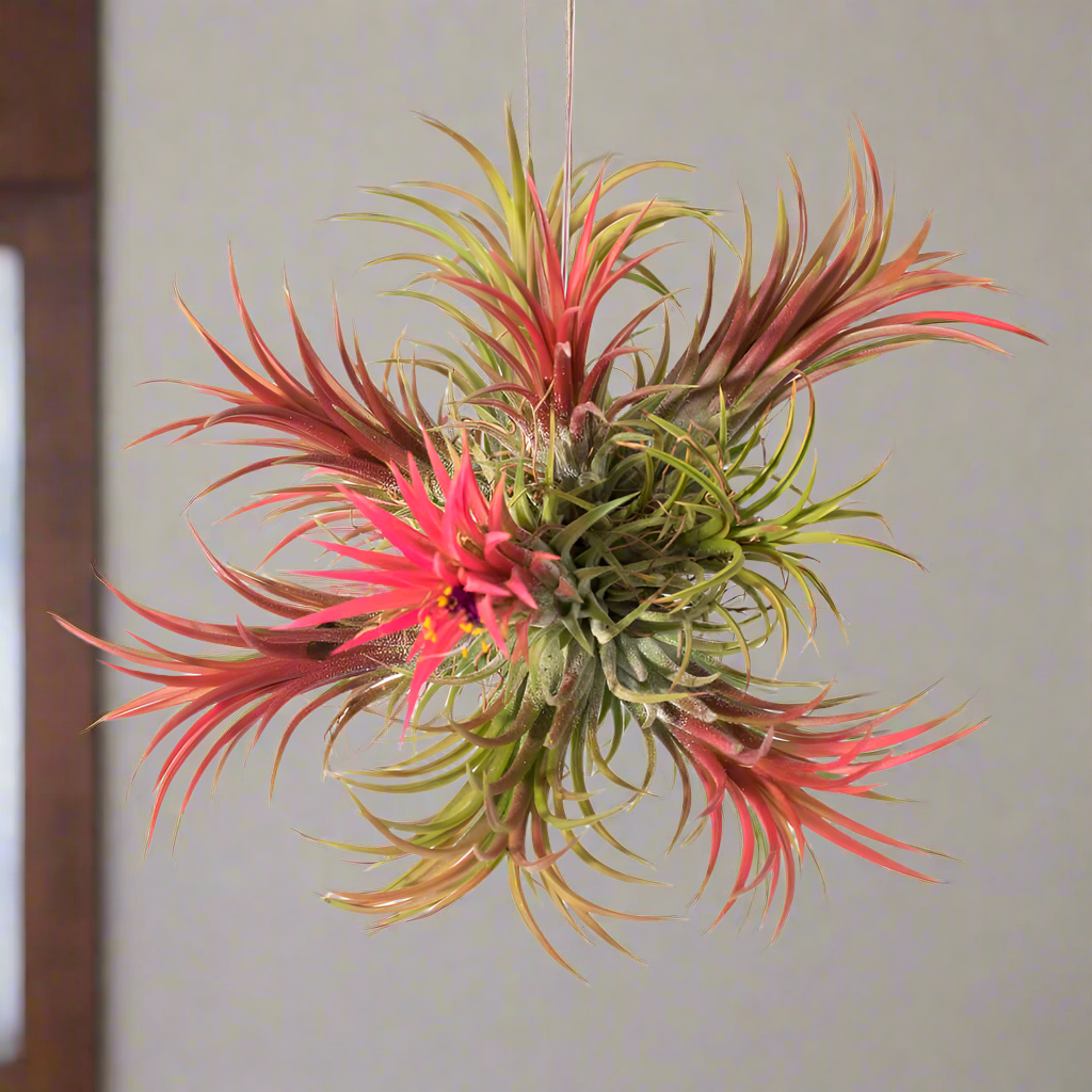 Air Plant Fuego Ball