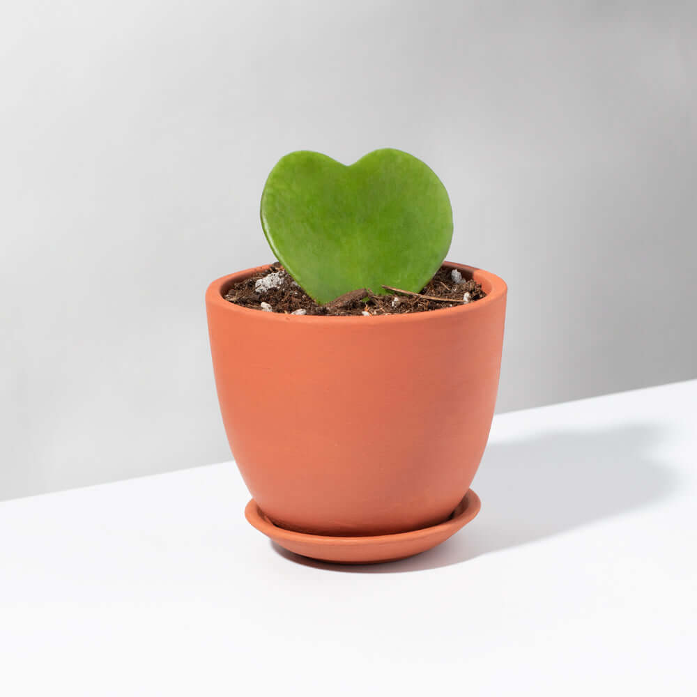 Hoya Kerrii 'Hearts' Sweetheart Valentine Plant