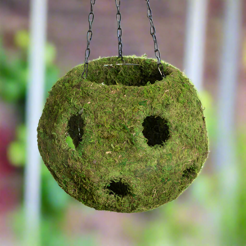 Fresh Green Moss Ball Hanging Round Basket Planter