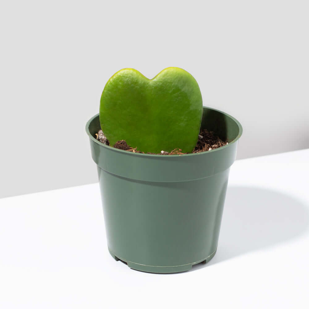 Hoya Kerrii 'Hearts' Sweetheart Valentine Plant
