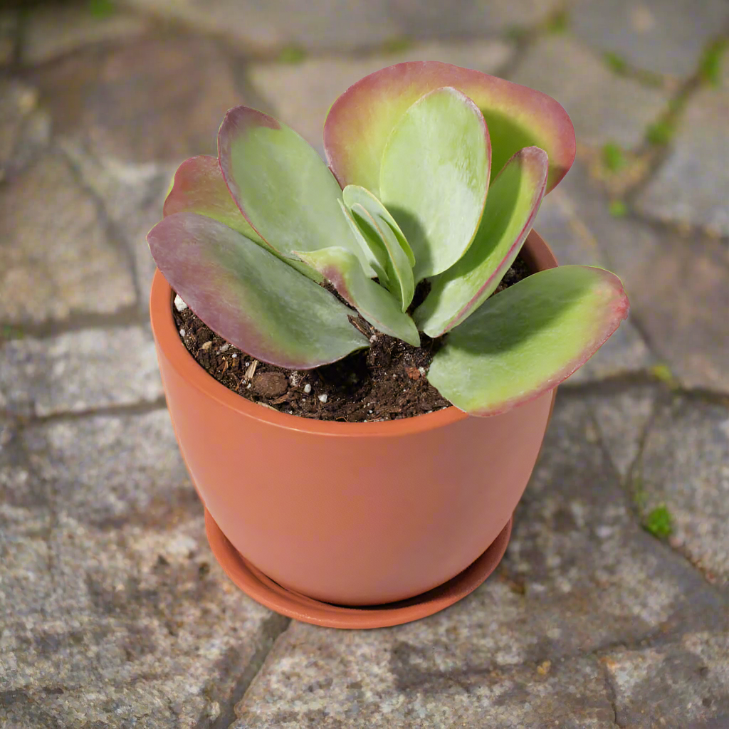 Marie Oval Terracotta Minimalist Planter - Empty