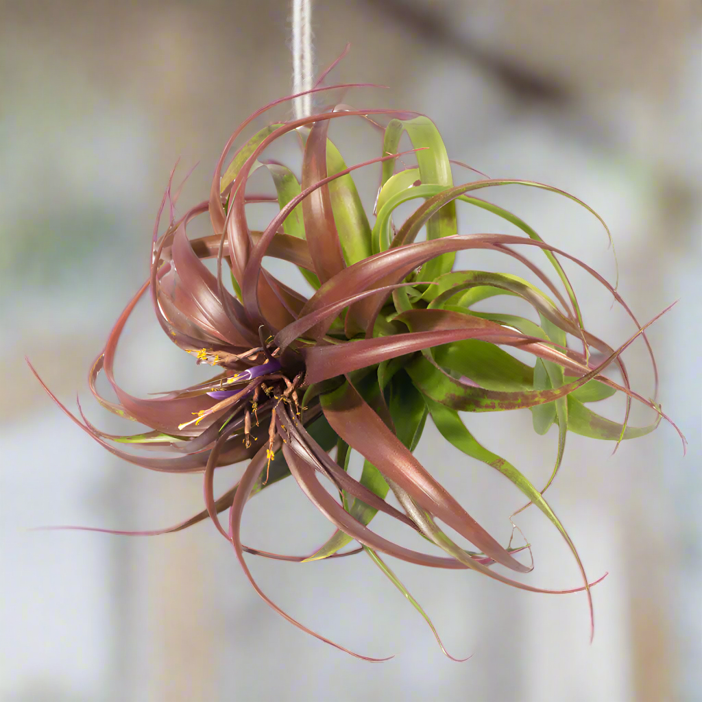Air Plant 'Maroon' Tillandsia Brachycaulos Burgundy