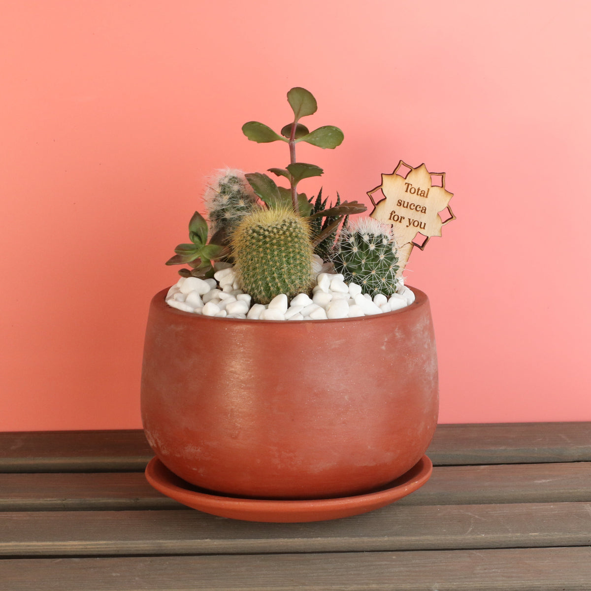 Succulent Arrangement Workshop - Thursday, January 29th 2026, at 6:00 pm
