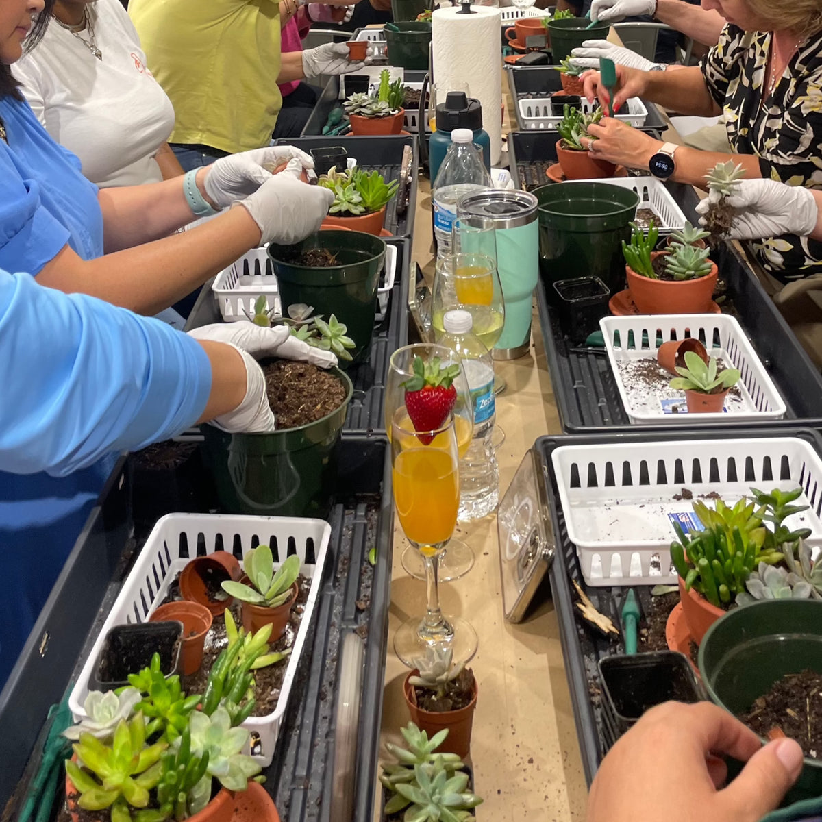 Succulent Arrangement Workshop - Thursday, January 29th 2026, at 6:00 pm