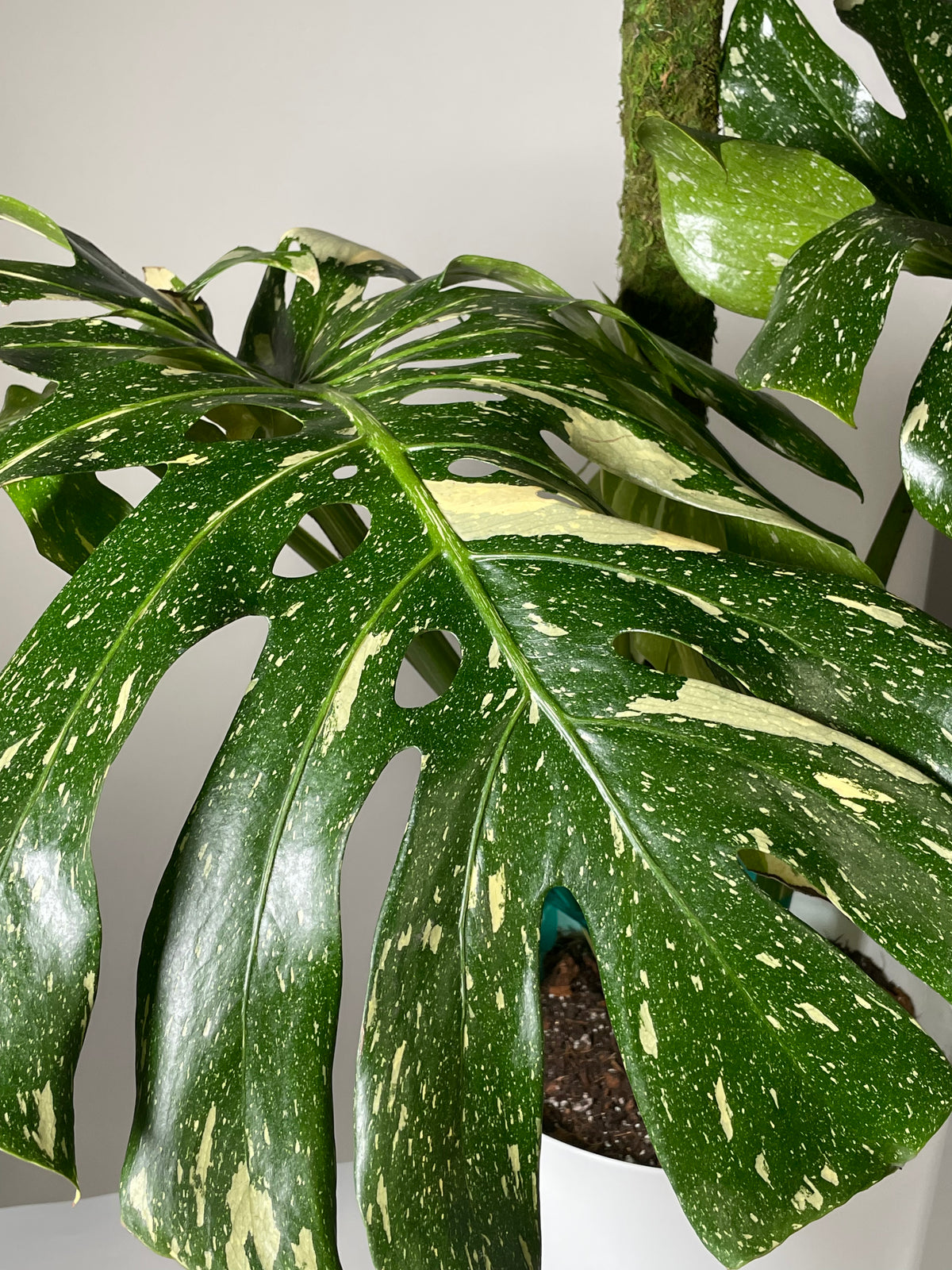 Monstera Thai Constellation