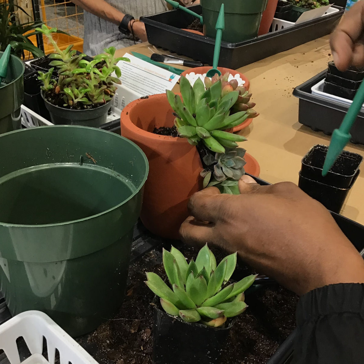 Succulent Arrangement Workshop - Thursday, January 29th 2026, at 6:00 pm