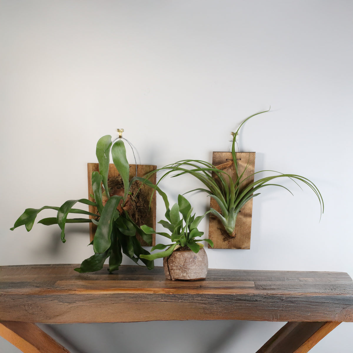 Staghorn Fern