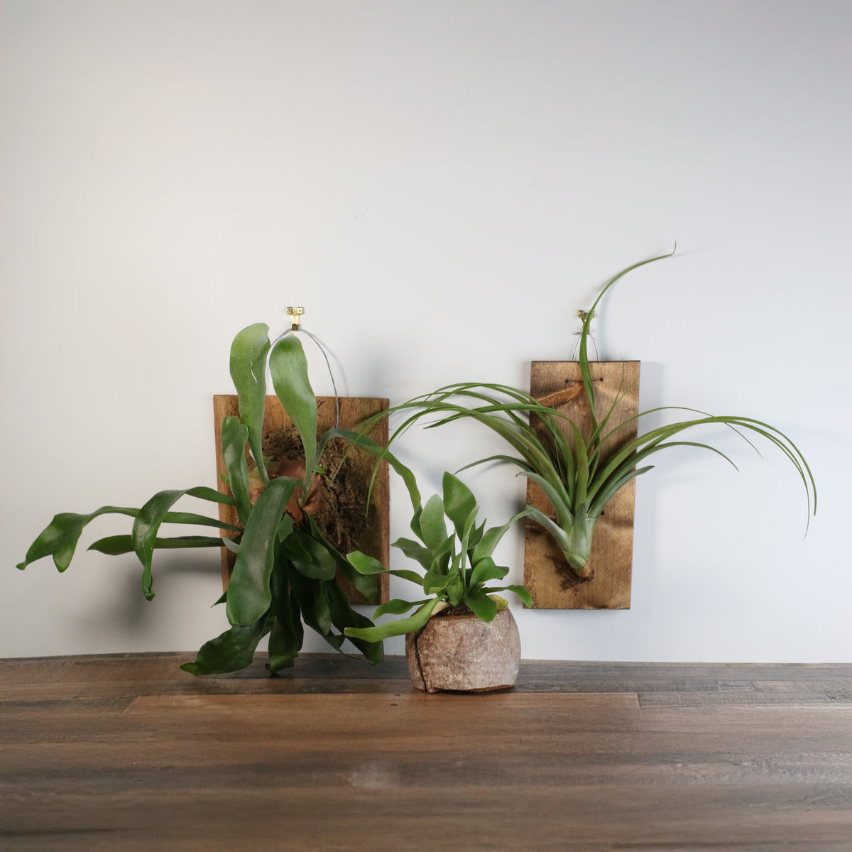 Staghorn Fern