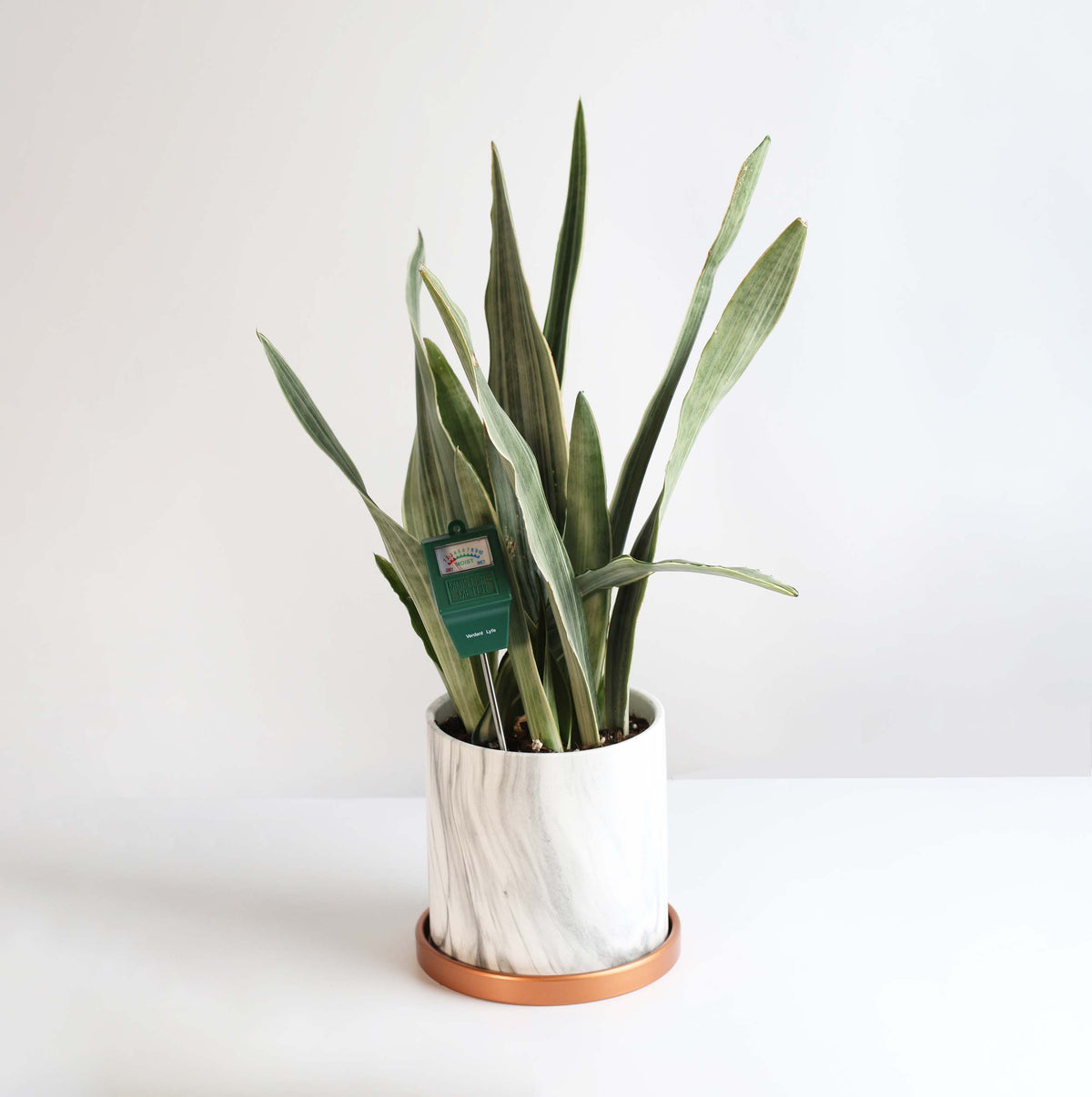 Sayuri Sansevieria Snake Plant