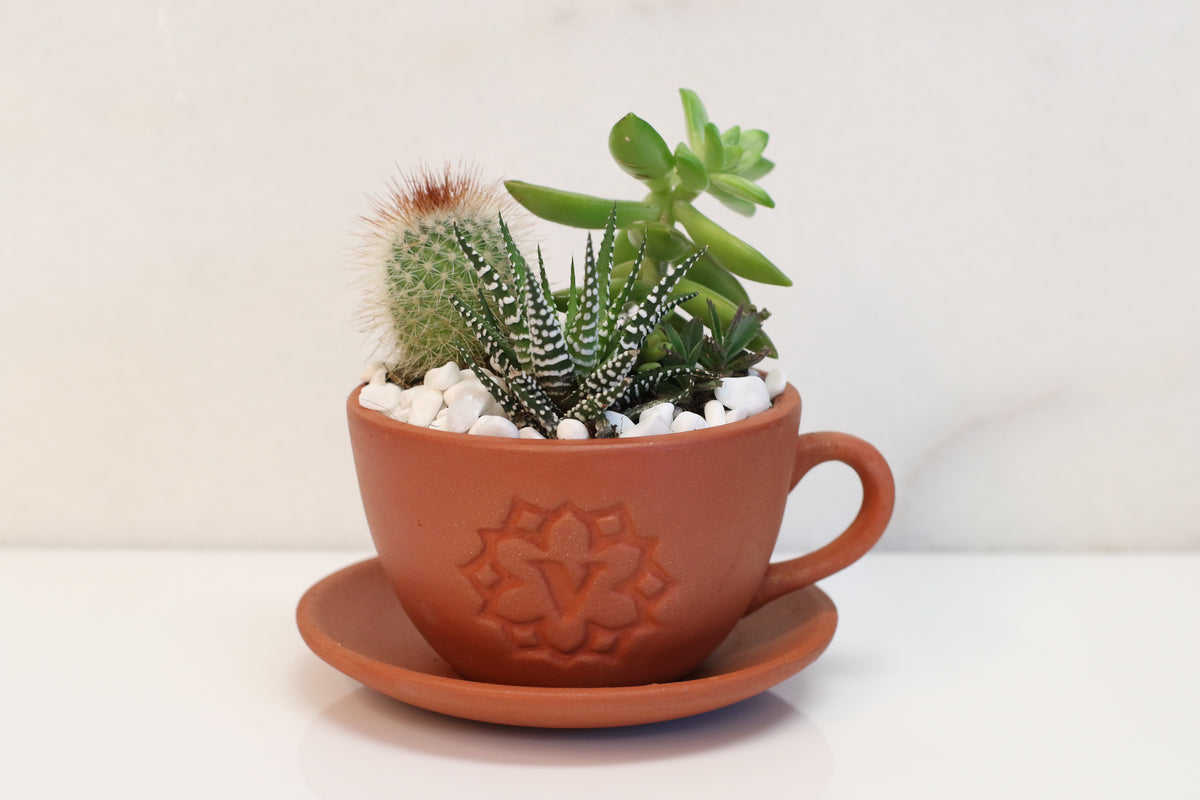 Succulent Arrangement Workshop - Thursday, January 29th 2026, at 6:00 pm