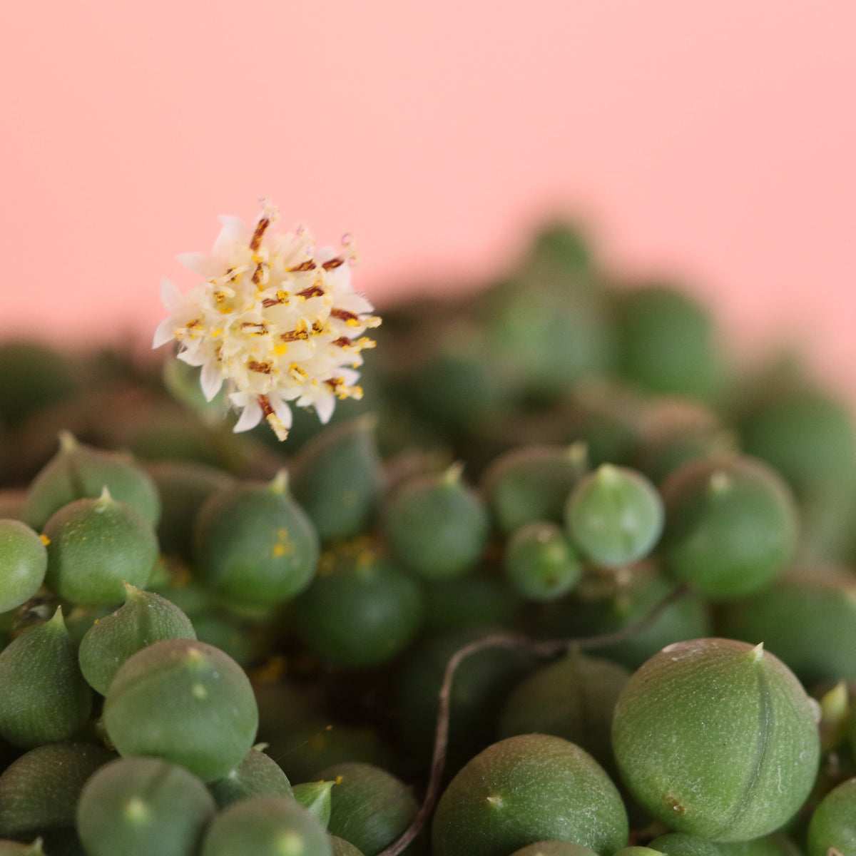 String of Pearls Regular Trailing Plant