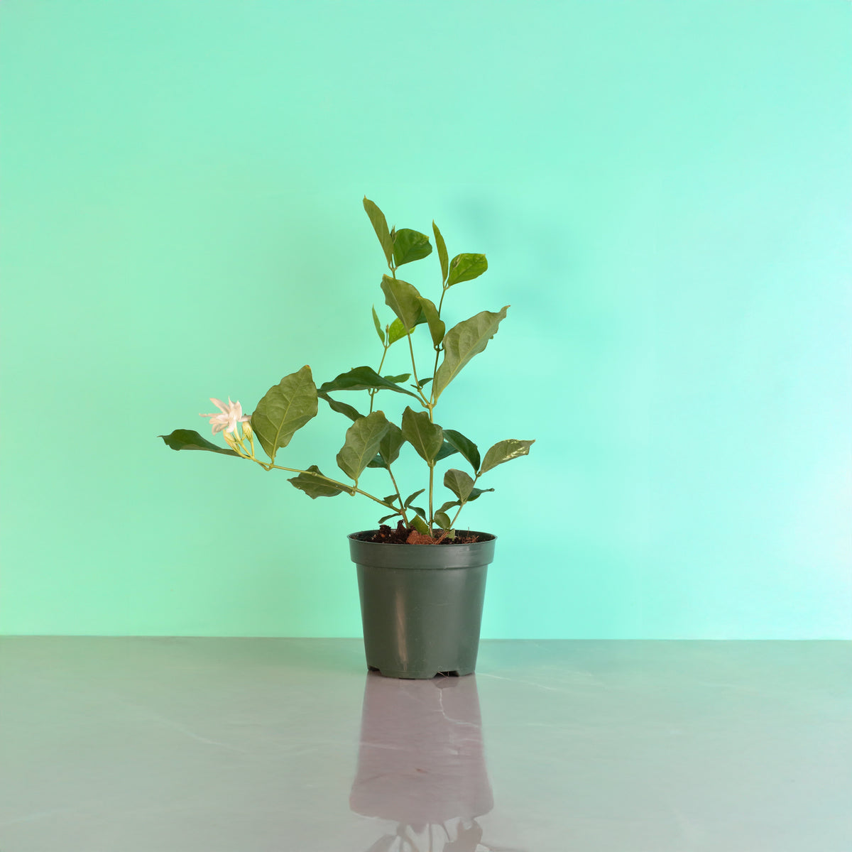 Jasmine 'Belle of India' Jasminum sambac