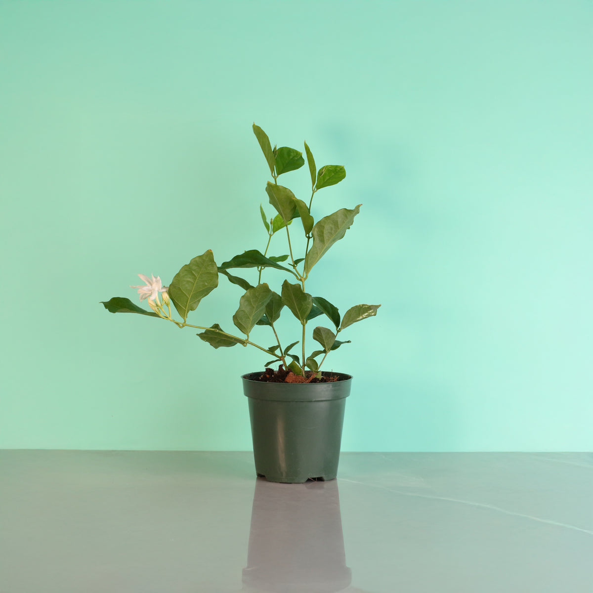 Jasmine 'Belle of India' Jasminum sambac