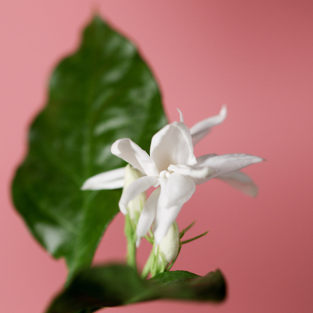 A close up of the Jasmine 'Belle of India' Plant.