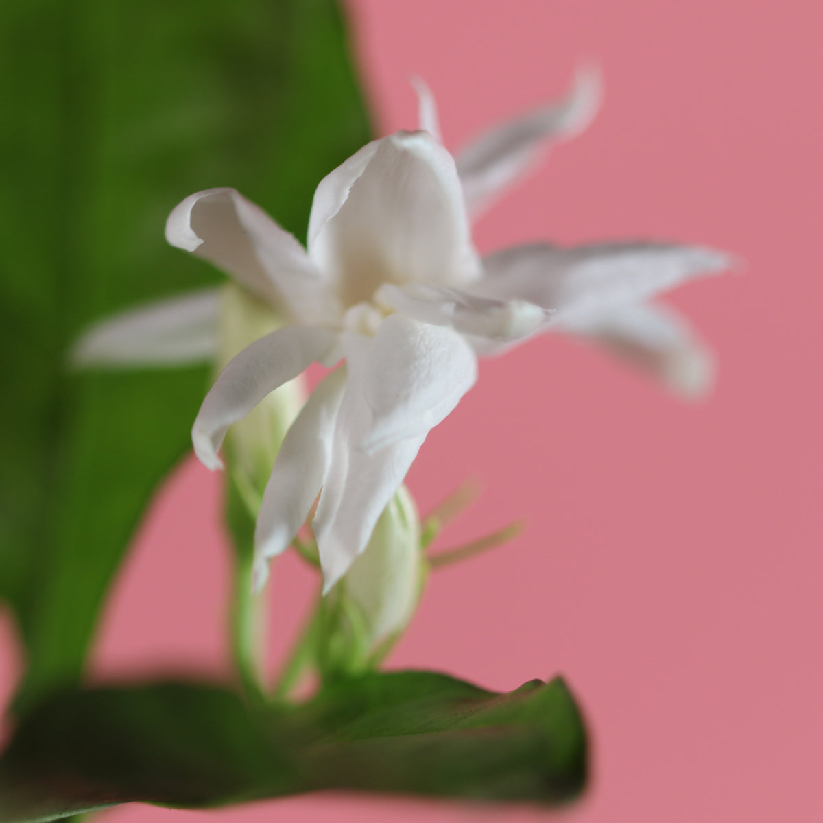 Jasmine 'Belle of India' Jasminum sambac