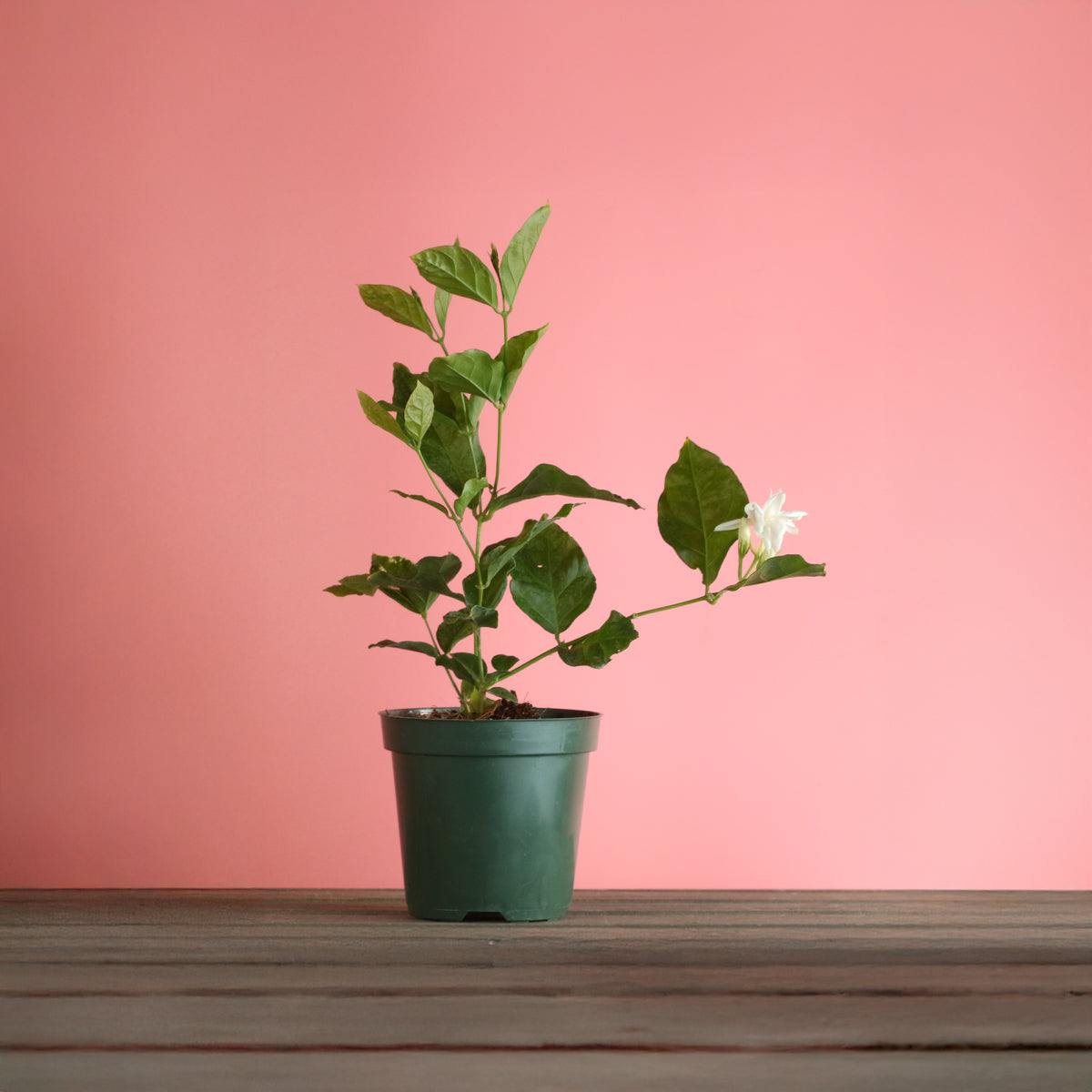 Jasmine 'Belle of India' Jasminum sambac