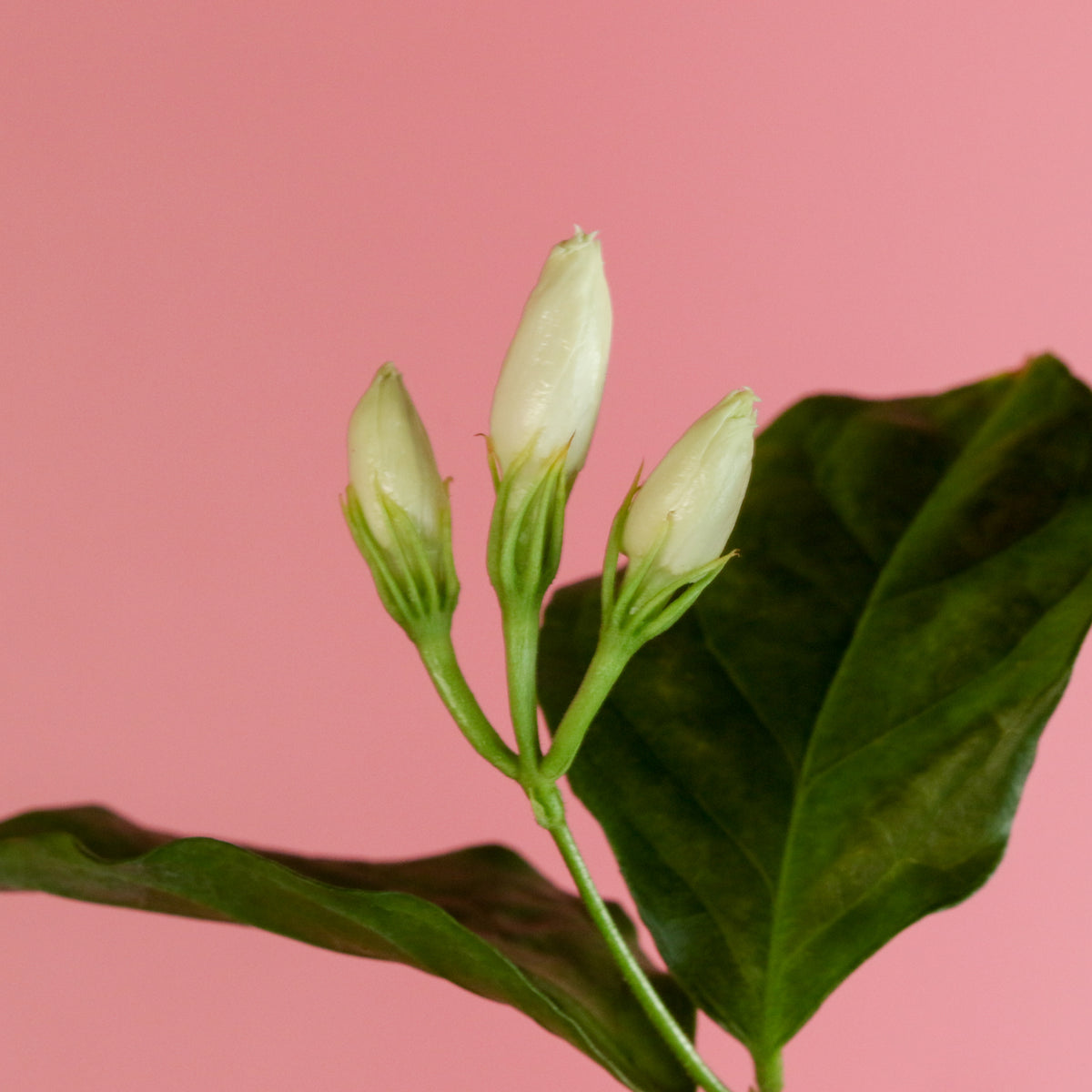 Jasmine 'Belle of India' Jasminum sambac