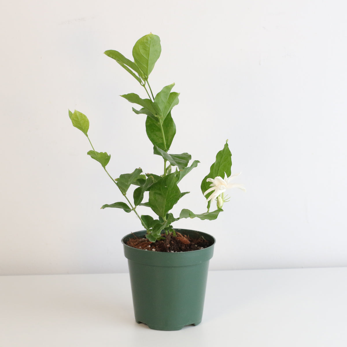 Jasmine 'Belle of India' Jasminum sambac