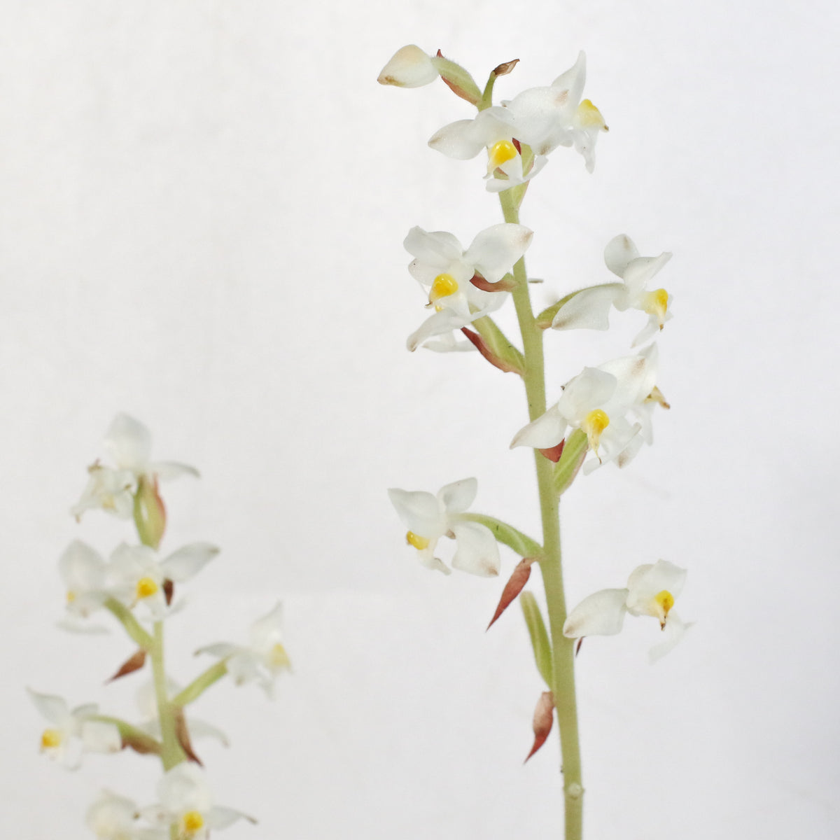 Jewel Orchid Ludisia Discolor