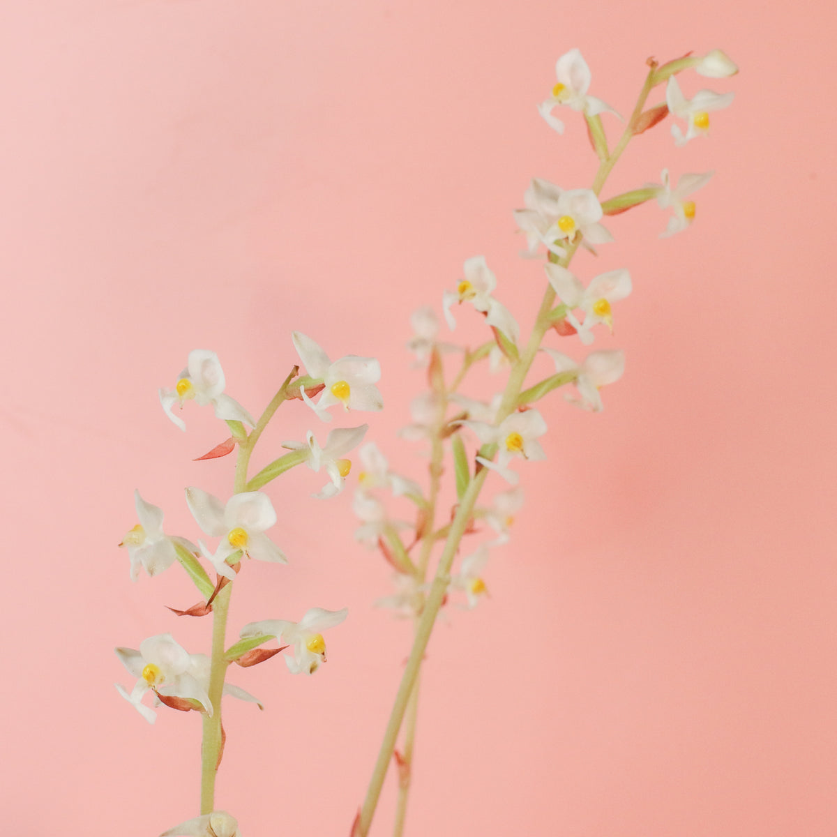 Jewel Orchid Ludisia Discolor