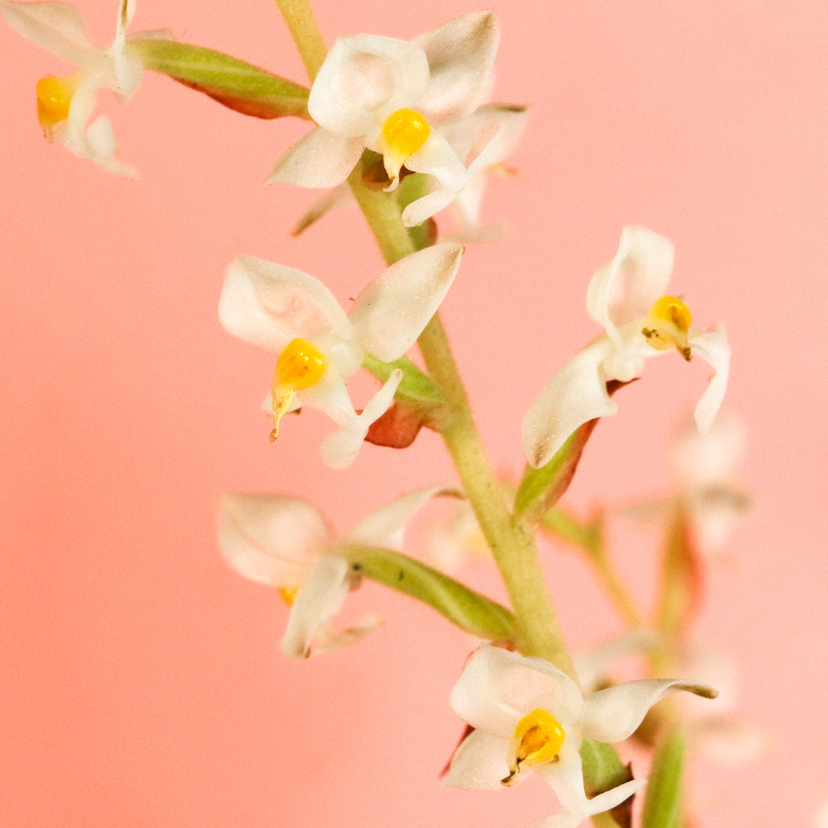 Jewel Orchid Ludisia Discolor