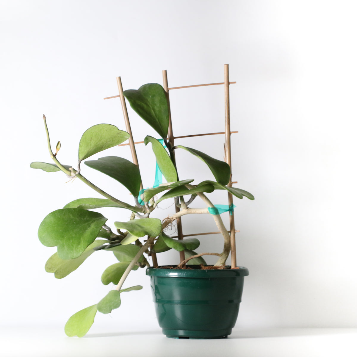 Hoya Kerrii 'Hearts' Sweetheart Valentine Plant