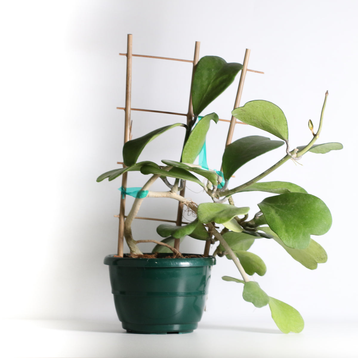 Hoya Kerrii 'Hearts' Sweetheart Valentine Plant