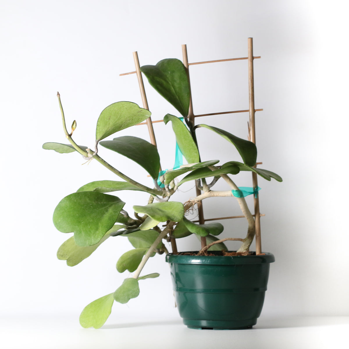 Hoya Kerrii 'Hearts' Sweetheart Valentine Plant